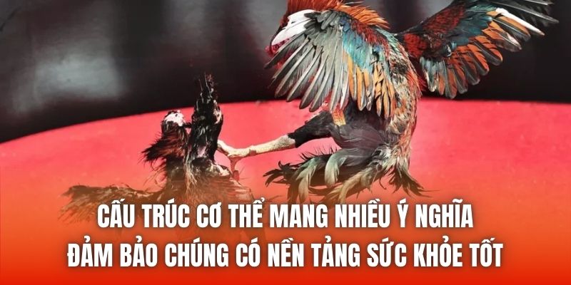 Cấu trúc cơ thể mang nhiều ý nghĩa, đảm bảo chúng có nền tảng sức khỏe tốt